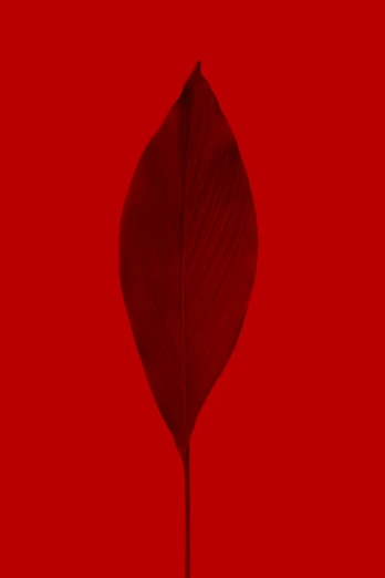 the large leaf is hanging from a red object