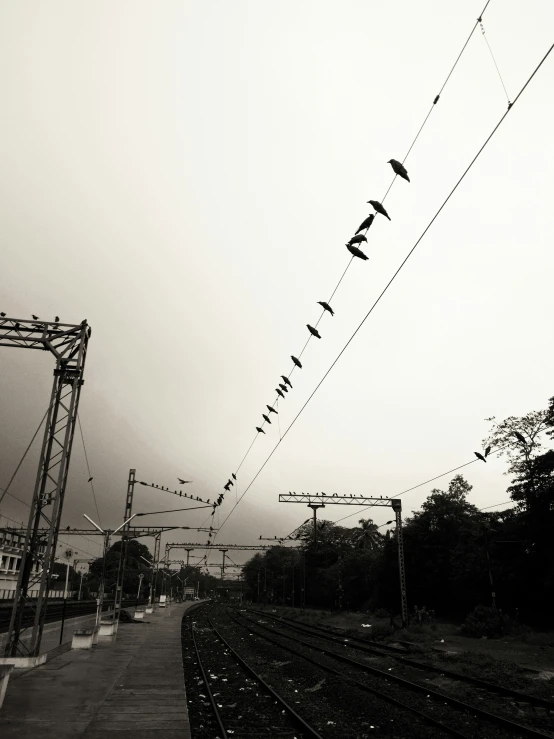 several birds are on the electrical lines in black and white