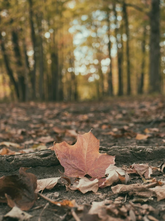 a leaf sits on the ground next to leaves