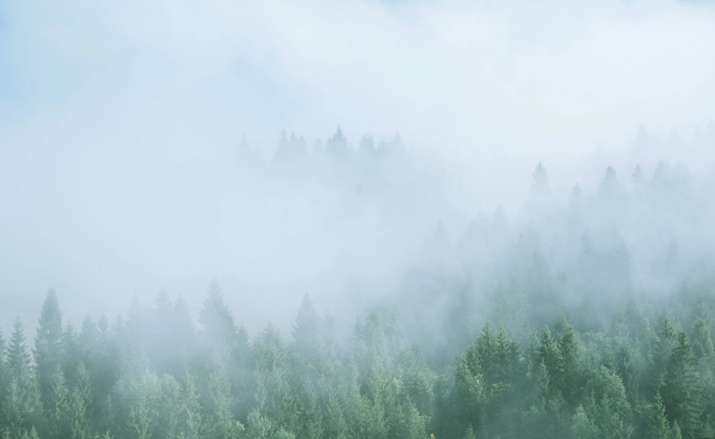 a foggy mountain with several trees on the side