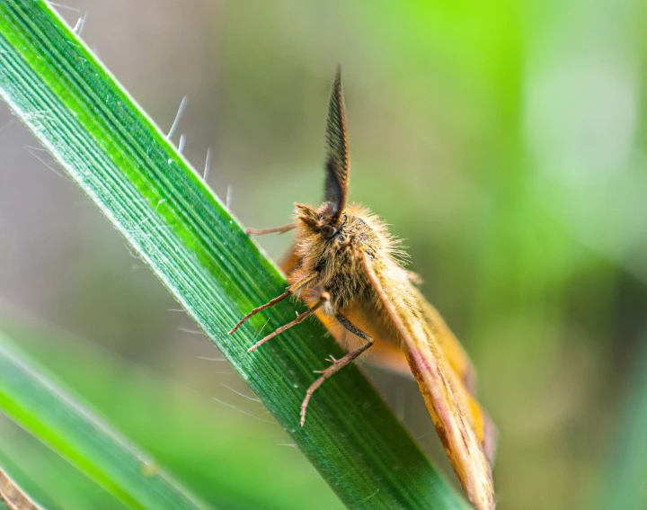 a brown insect that is sitting on some grass