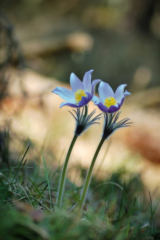 two small blue flowers in a field of grass