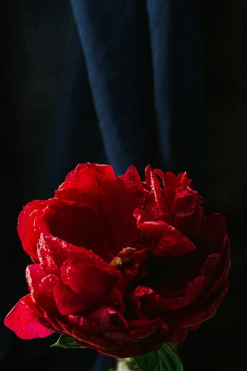 a red flower sitting on a black table