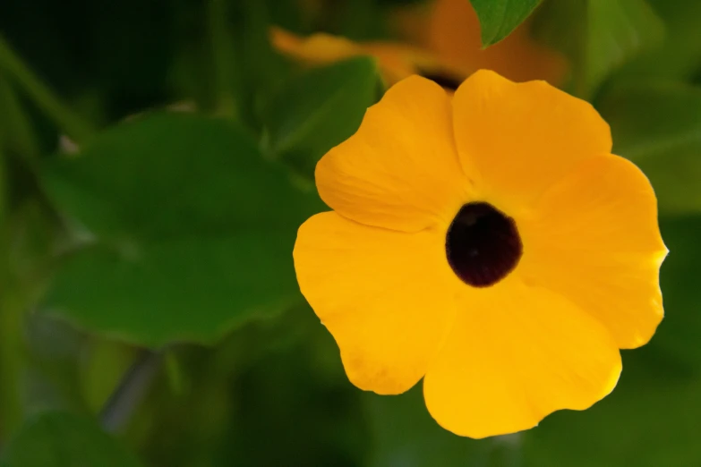 close up view of a flower showing the center