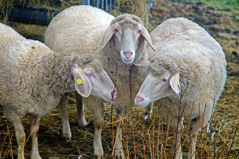 four sheep stand together in a field while some grass looks on