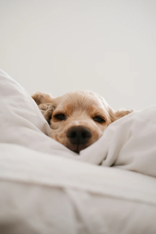 an adorable brown dog laying down in bed