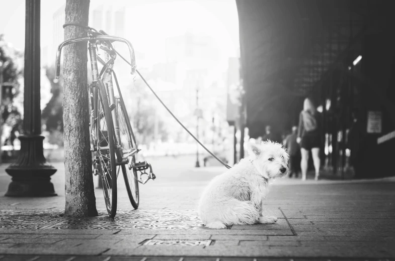 a small white dog sitting on the sidewalk near a bike