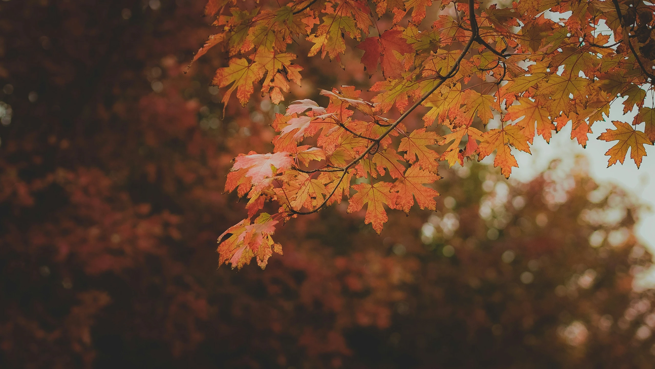 colorful leaves are hanging from a tree nch