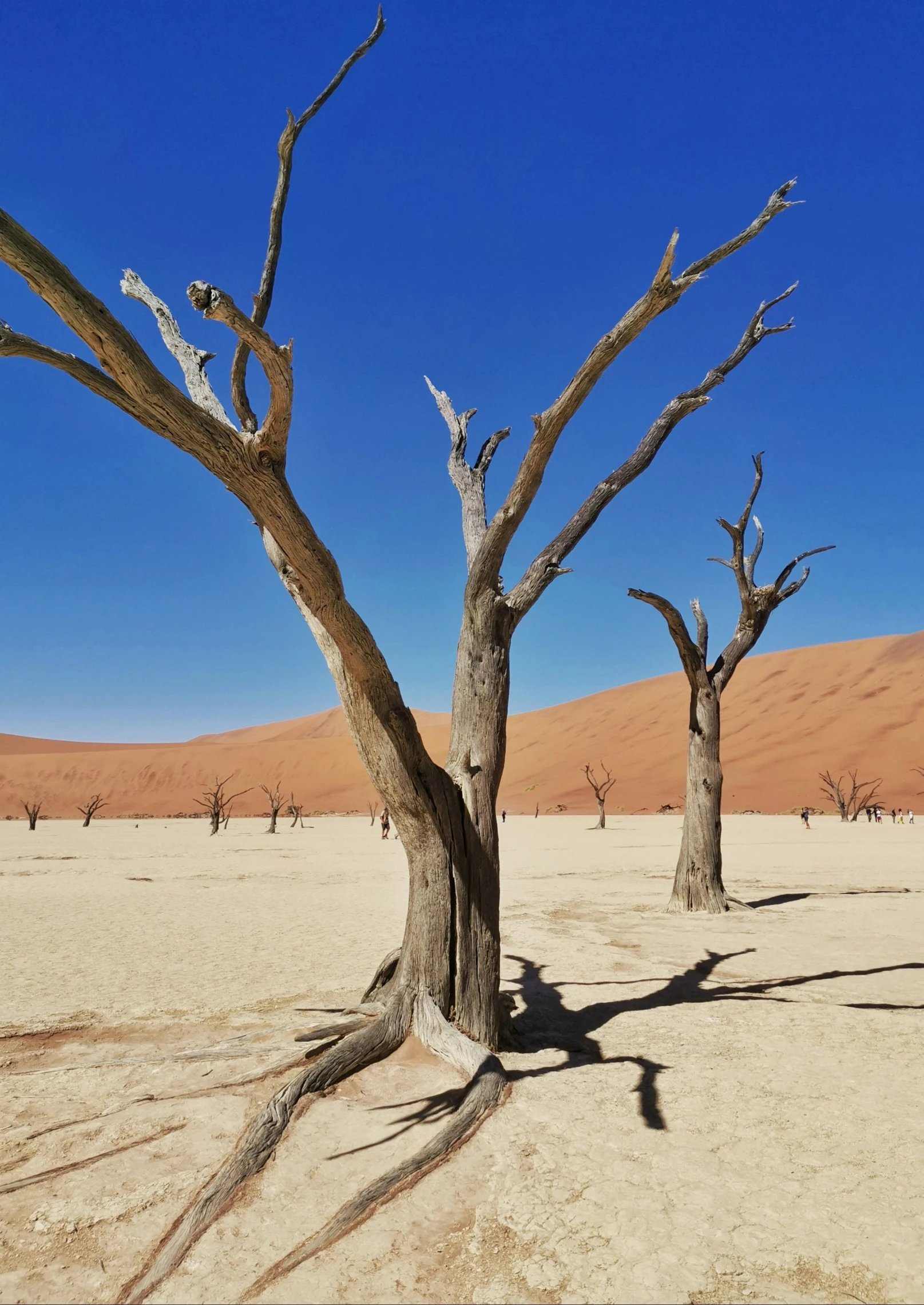 bare tree trunks stand in the middle of a barren desert