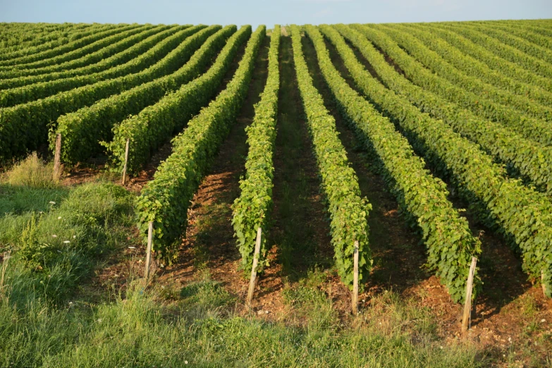 a vineyard filled with lots of trees and grass