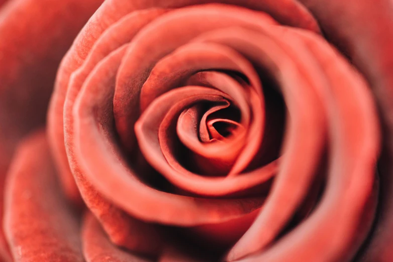 closeup image of a rose bud with red colors