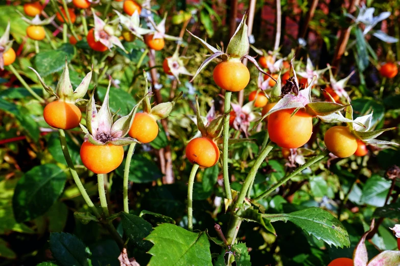 many orange berries on a stalk surrounded by leaves