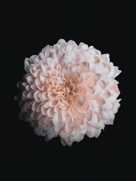 an orange flower head over a black background