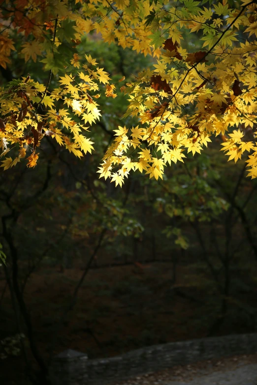 a forest filled with yellow leaves next to trees