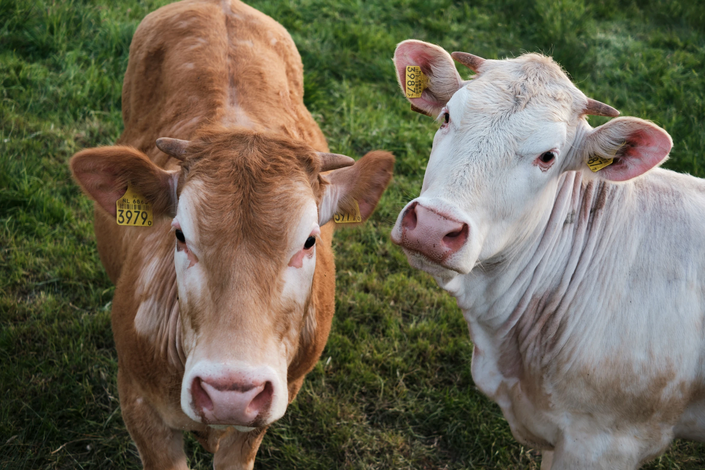 one is looking at the camera while another has its nose to the camera