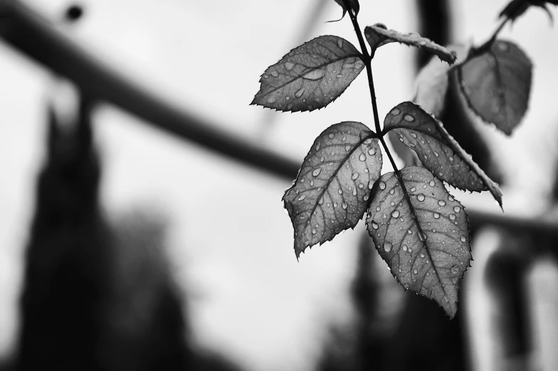 there is a picture of some leaves with one end missing