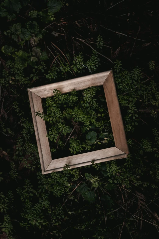 a picture frame surrounded by bushes on the ground