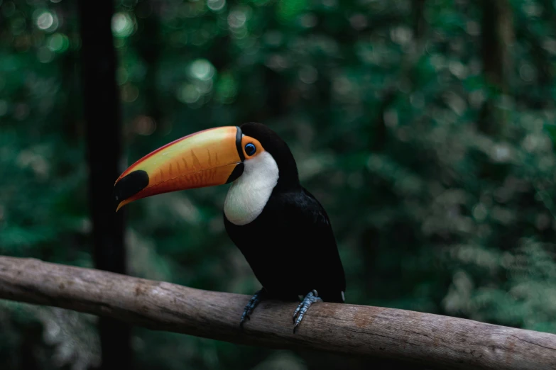 a black and white toucan bird sitting on a nch