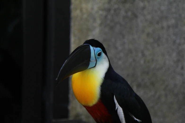 a colorful bird is standing on concrete block