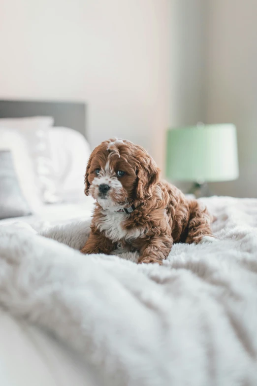 an adorable dog sitting on top of a bed