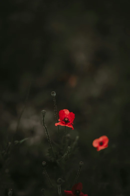 a flower growing out of the ground