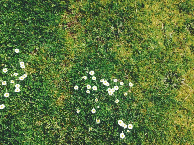 white flowers scattered on the grass in a field