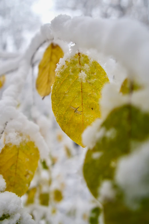 a yellow leaf is sitting in the snow