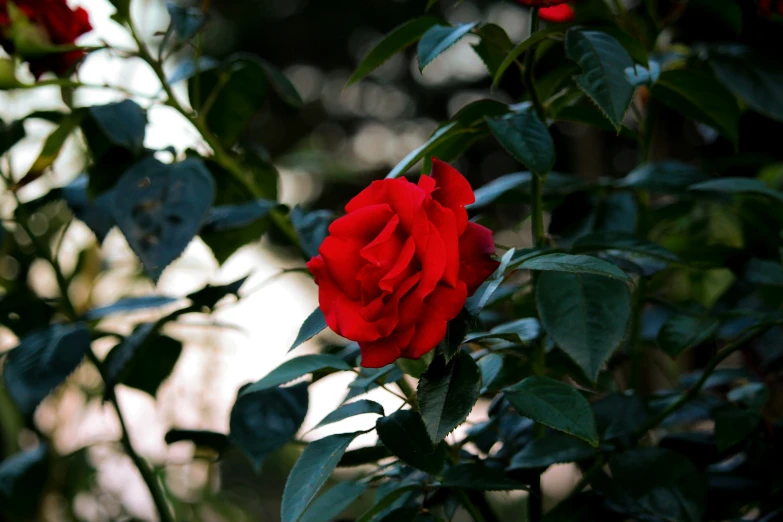 a rose with many green leaves in a garden