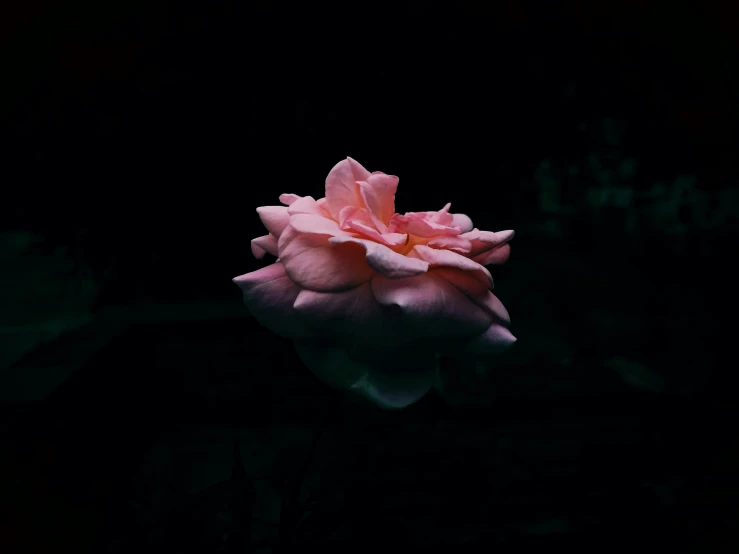 pink flower in a dark room lit by light
