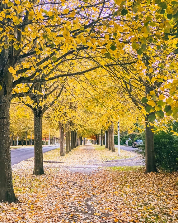 the trees in the fall have their leaves falling