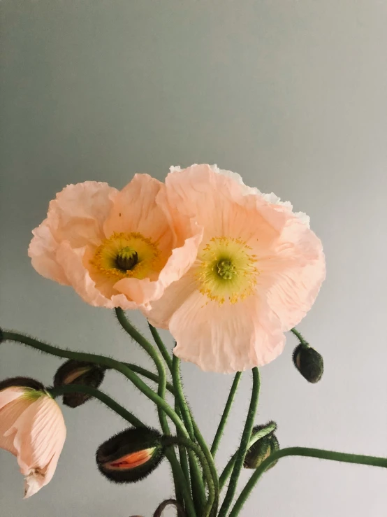 a pink vase with large pink flowers next to a green stem