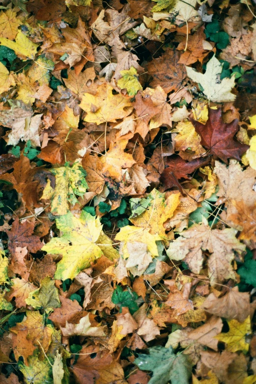 many leaves on the ground with only one leaf left