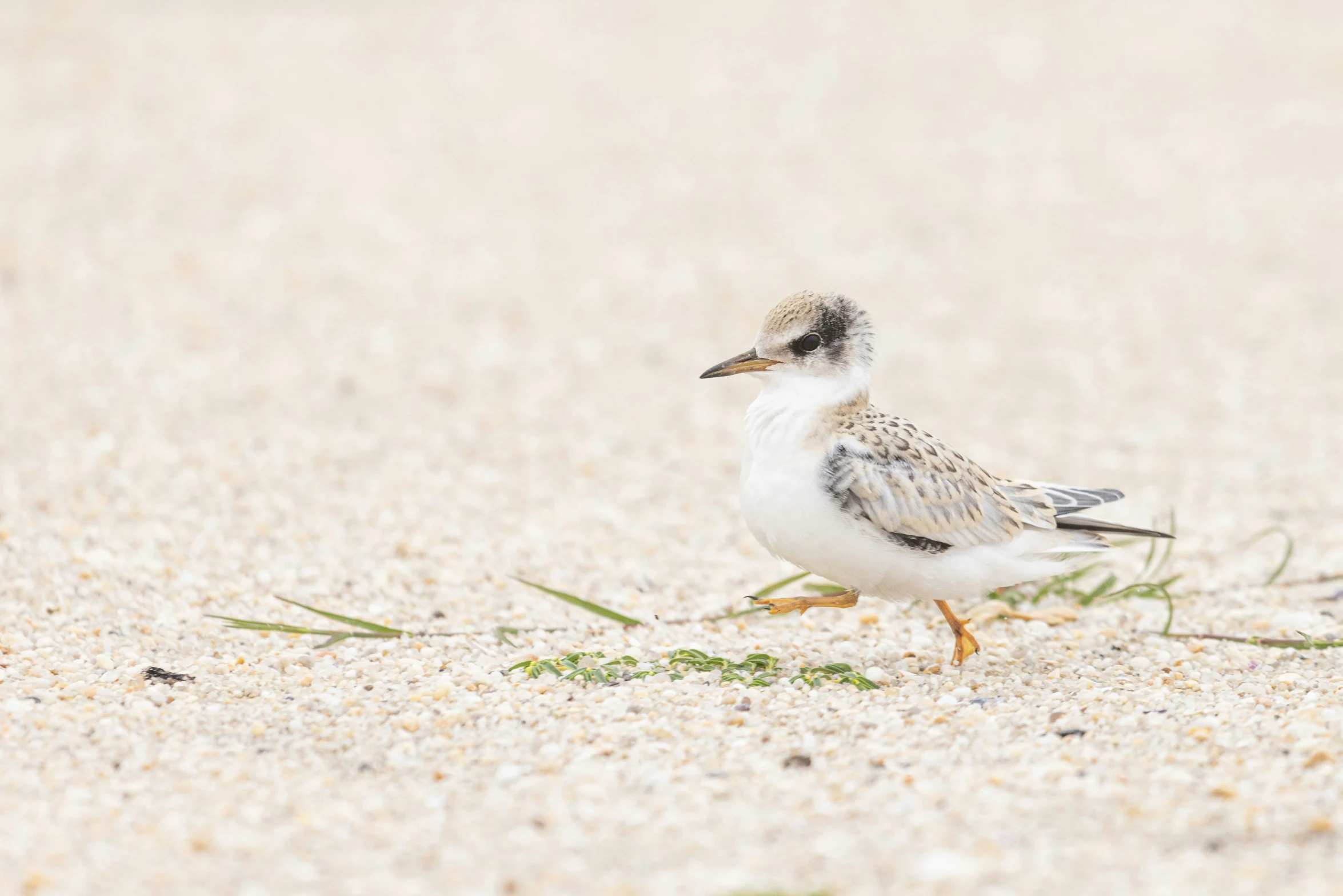 there is a bird standing on the beach sand