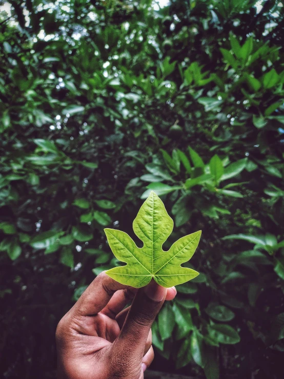 a person holding up a green leaf