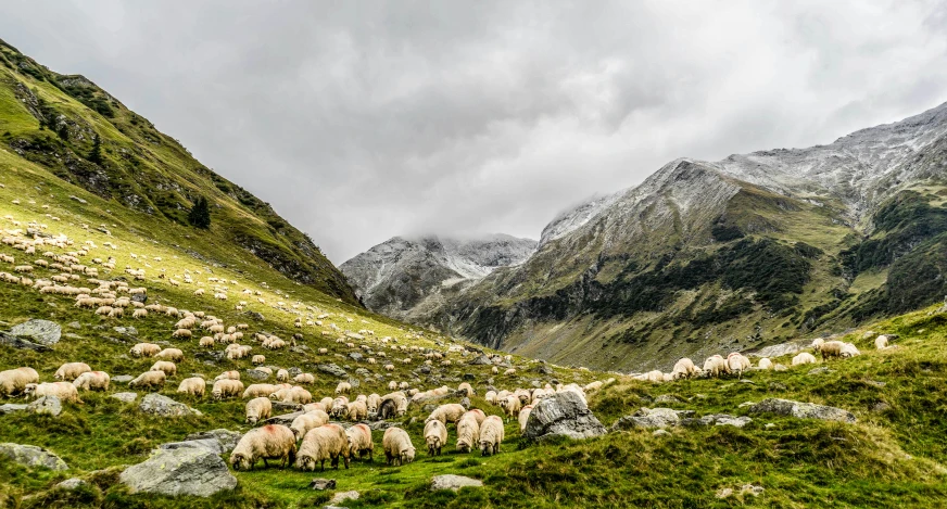 herd of sheep in grassy mountainous area during daytime