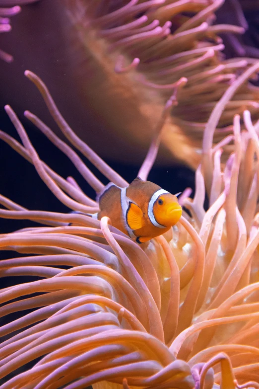 an orange clown fish swimming between white corals