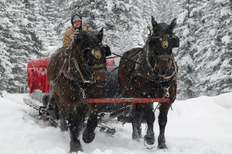 two horses pulling a carriage in the snow