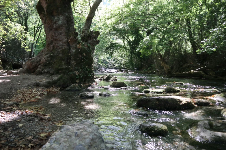 stream flowing between trees in forest area with rocks
