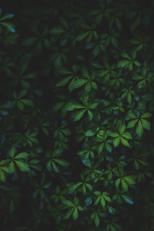 a green leaf covered background with small drops of dew