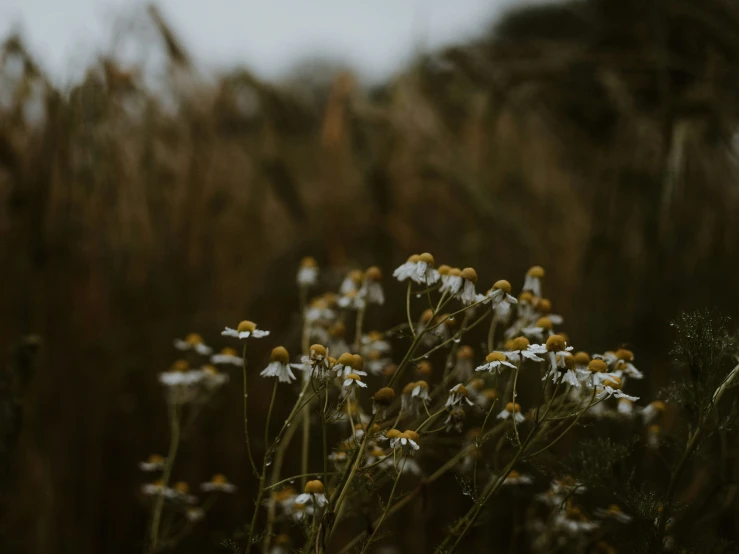 small white flowers grow near the grass and bushes