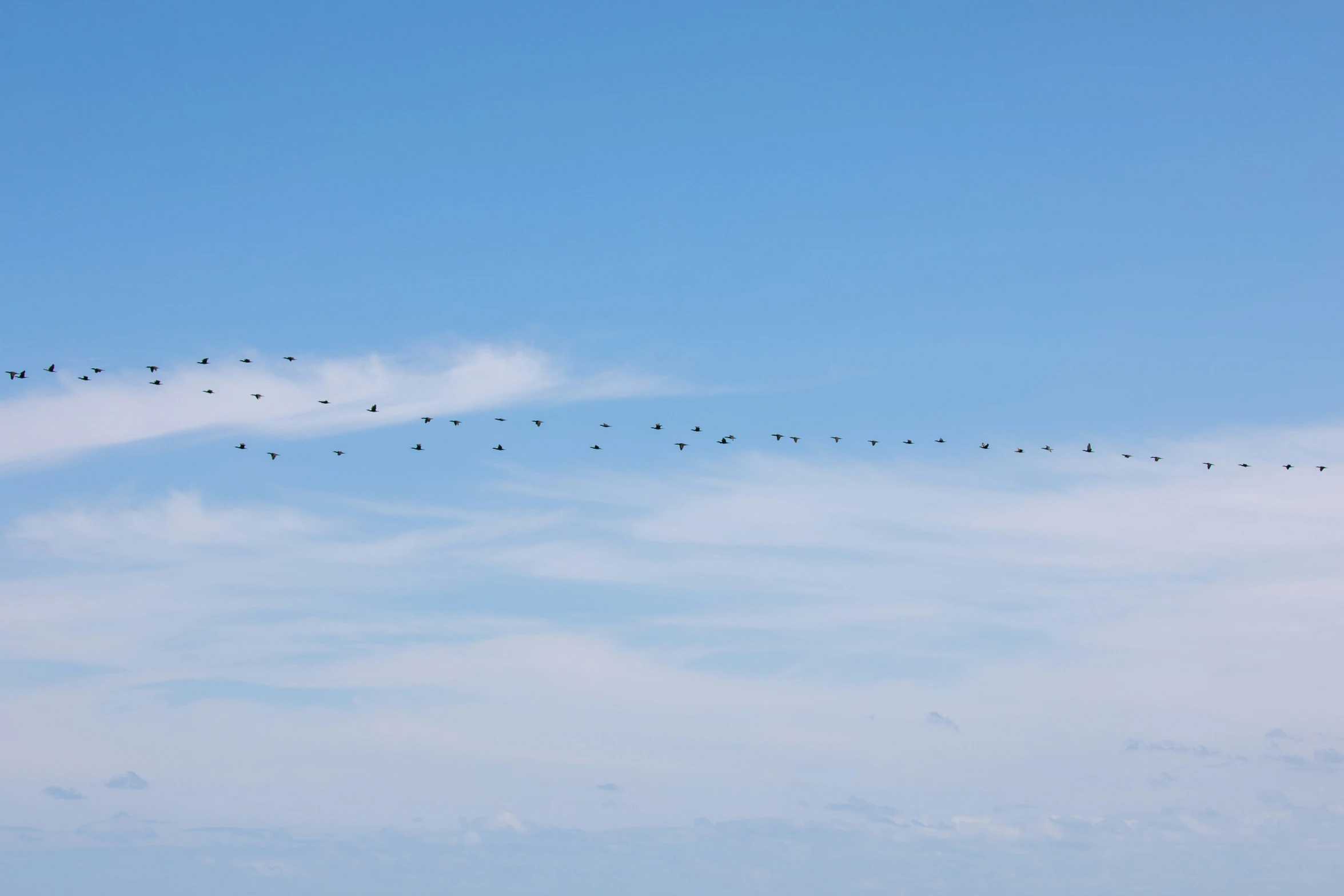 birds flying in the sky above the ocean