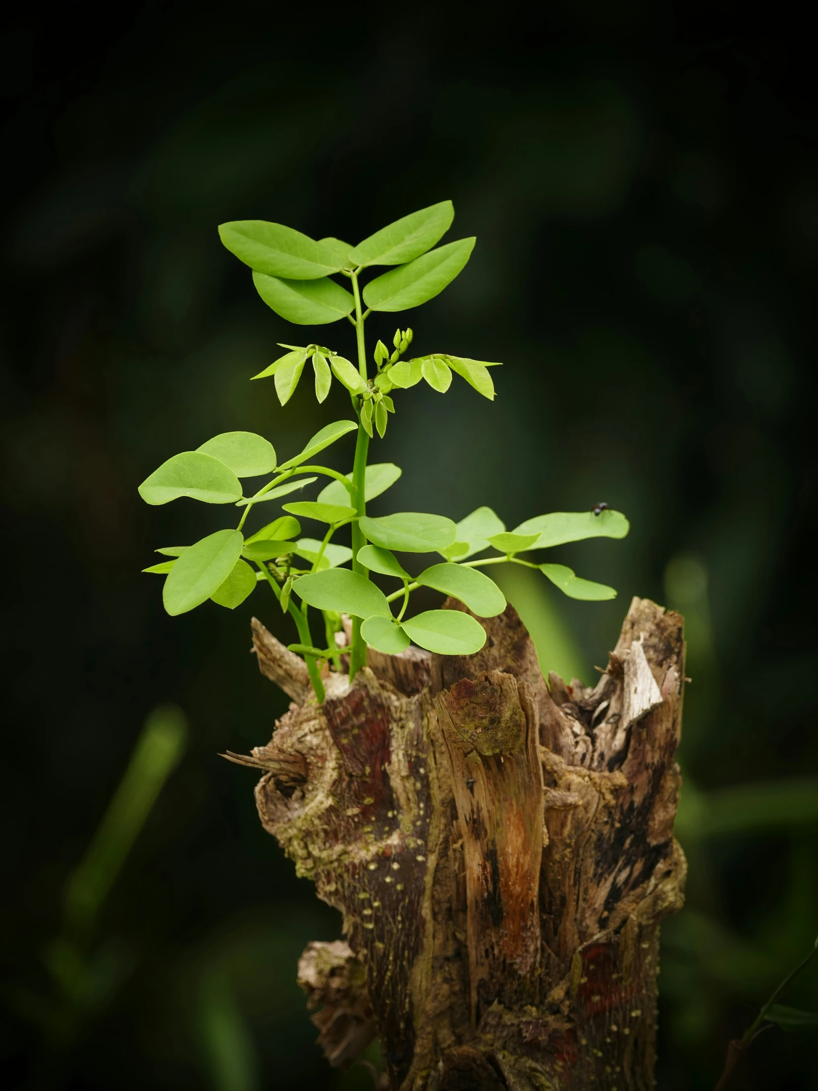 a plant growing from a stump in the middle of a forest