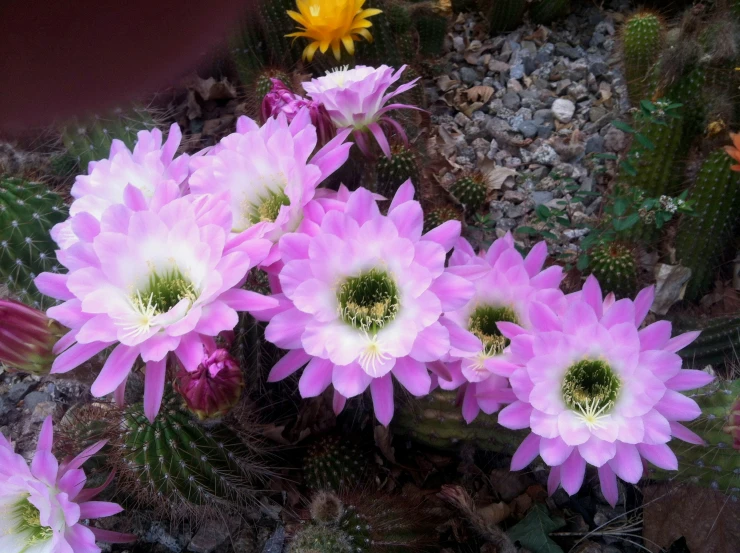 large pink flowers blooming in the desert with yellow flowers