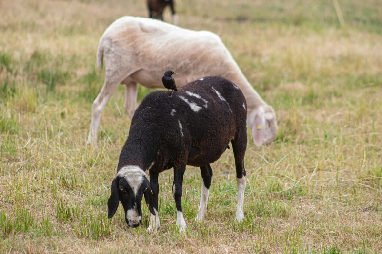 two sheep grazing in a grassy field with a bird on top of them