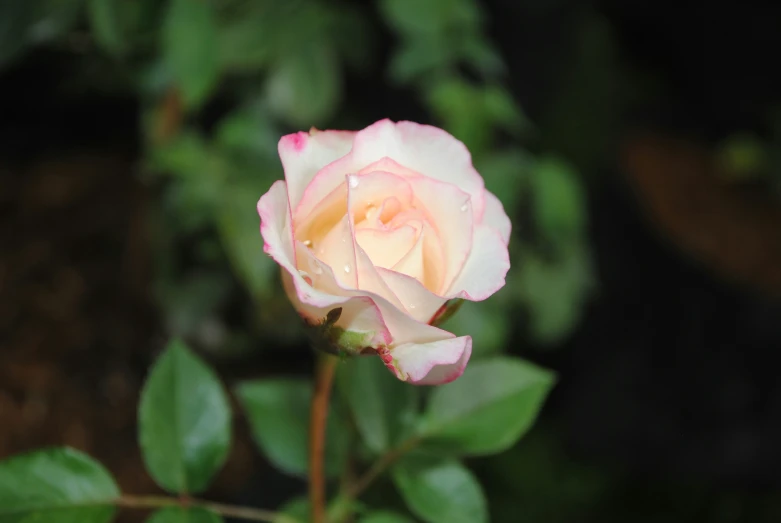 an image of pink and white rose on its bush