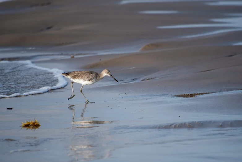 a bird standing in the shallow water on a beach