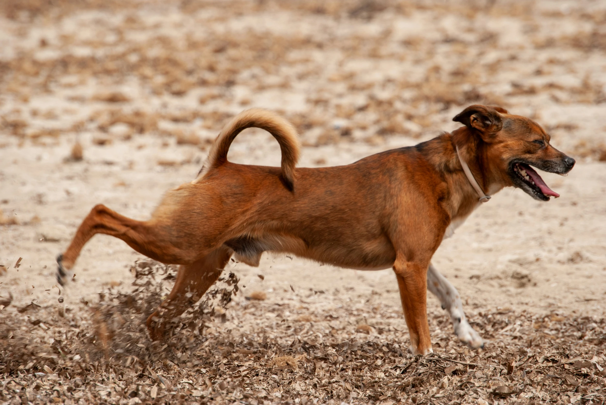 a dog running through a brown field