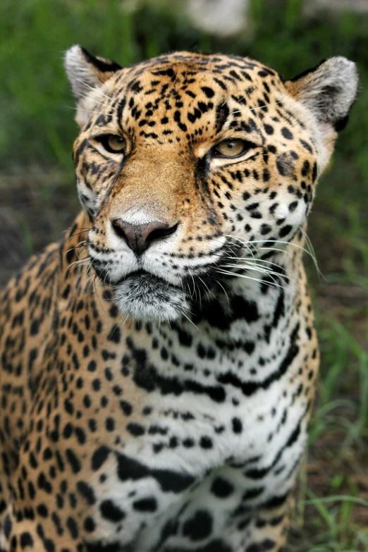 the jaguar is ready to start to stare