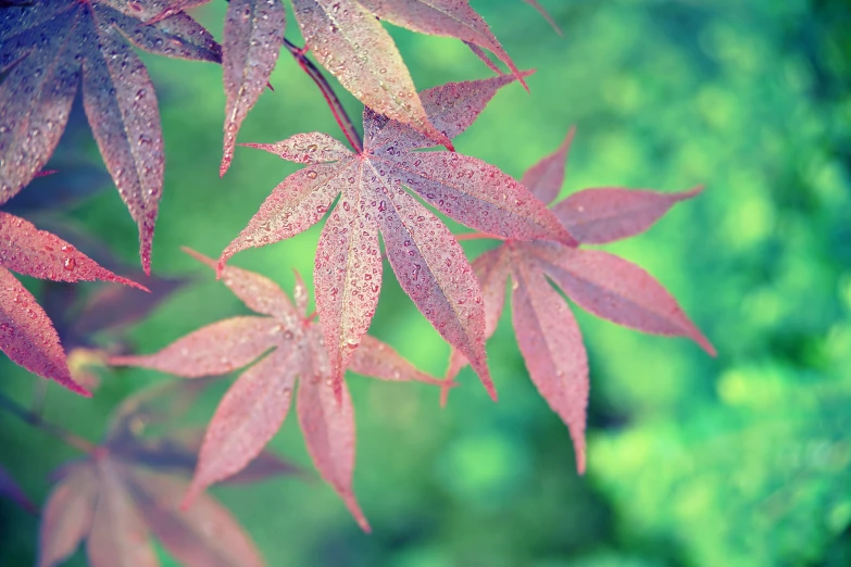 close up po of red leaves on green background