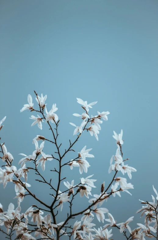 a lone white flower stands on a nch